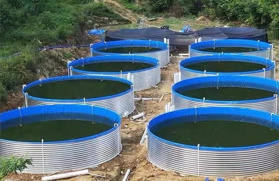 जस्ती शीट के एक्वेरियम टारपॉइल मछली पालन टैंक 20M D 1.20M H