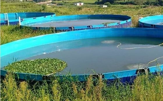 50000L लचीला तह 0.9 मिमी पीवीसी Tarpaulin मछली टैंक बाहरी मछली तालाब Diy मछली तालाब
