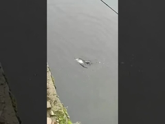 मछली पकड़ने का आमिष पूर्ण तैराकी परत नकली आमिष समुद्र और मीठा पानी