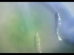 3डी आईज बीजीओ प्लास्टिक फिश बेट सबमर्ज्ड आठ मल्टी जॉइंटेड फिशिंग ल्यूर