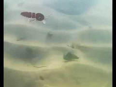 रक्त कीड़े का लालच पूर्ण तैराकी परत मिन्नू बहु-संलग्न मछली पकड़ने का लालच