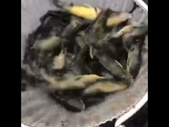 जस्ती शीट मछली पालन टैंक के साथ पीवीसी लटकन मछली तालाब